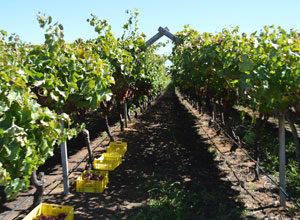 Rietkloof Farm