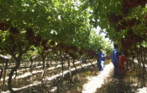 Mont Piquet Farm