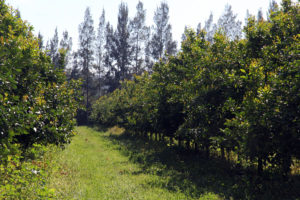 Green Gables Farm