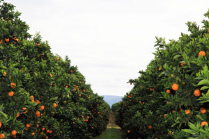 Sunland Farm